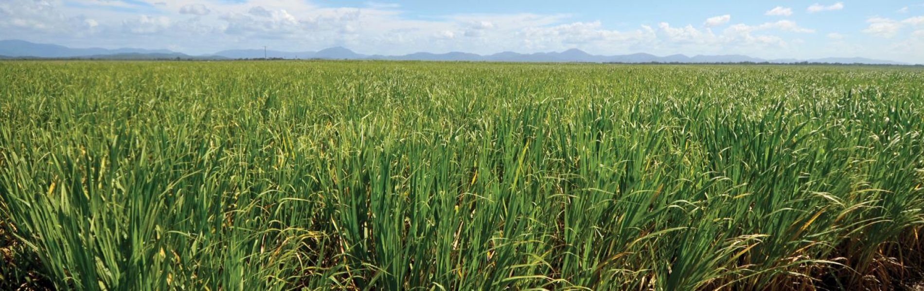 CANEGROWERS Elections 2019