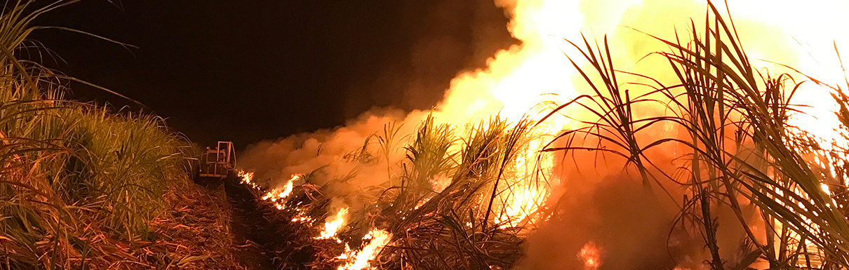 Why pre-harvest cane fires still light up the sky
