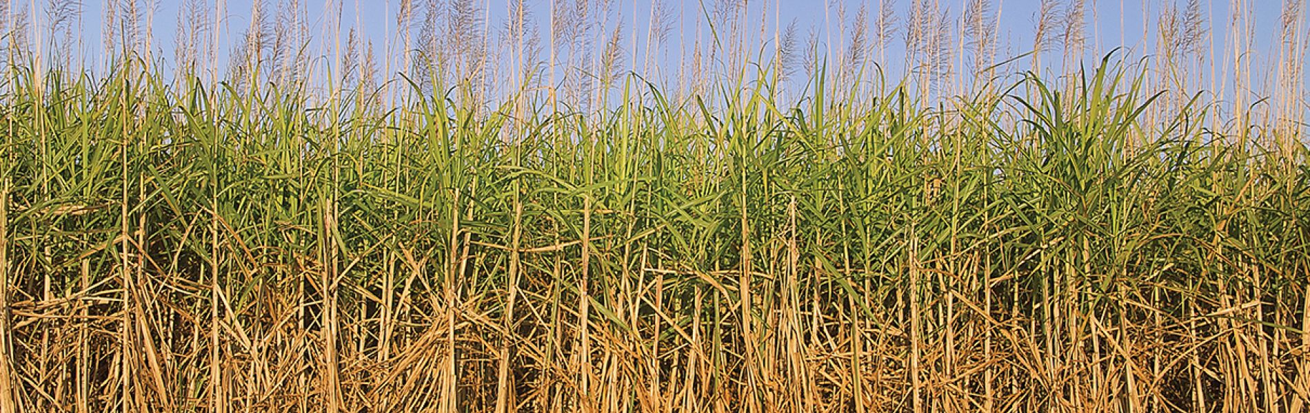Cane regions off the drought list