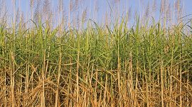 Cane regions off the drought list