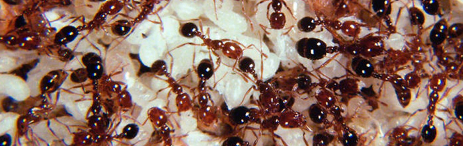 New funds to tackle fire ants