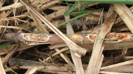Aerial bid to control rats in sugarcane