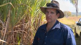 Sugarcane productivity with fallow crops and targeted fertiliser (S8 E5 )