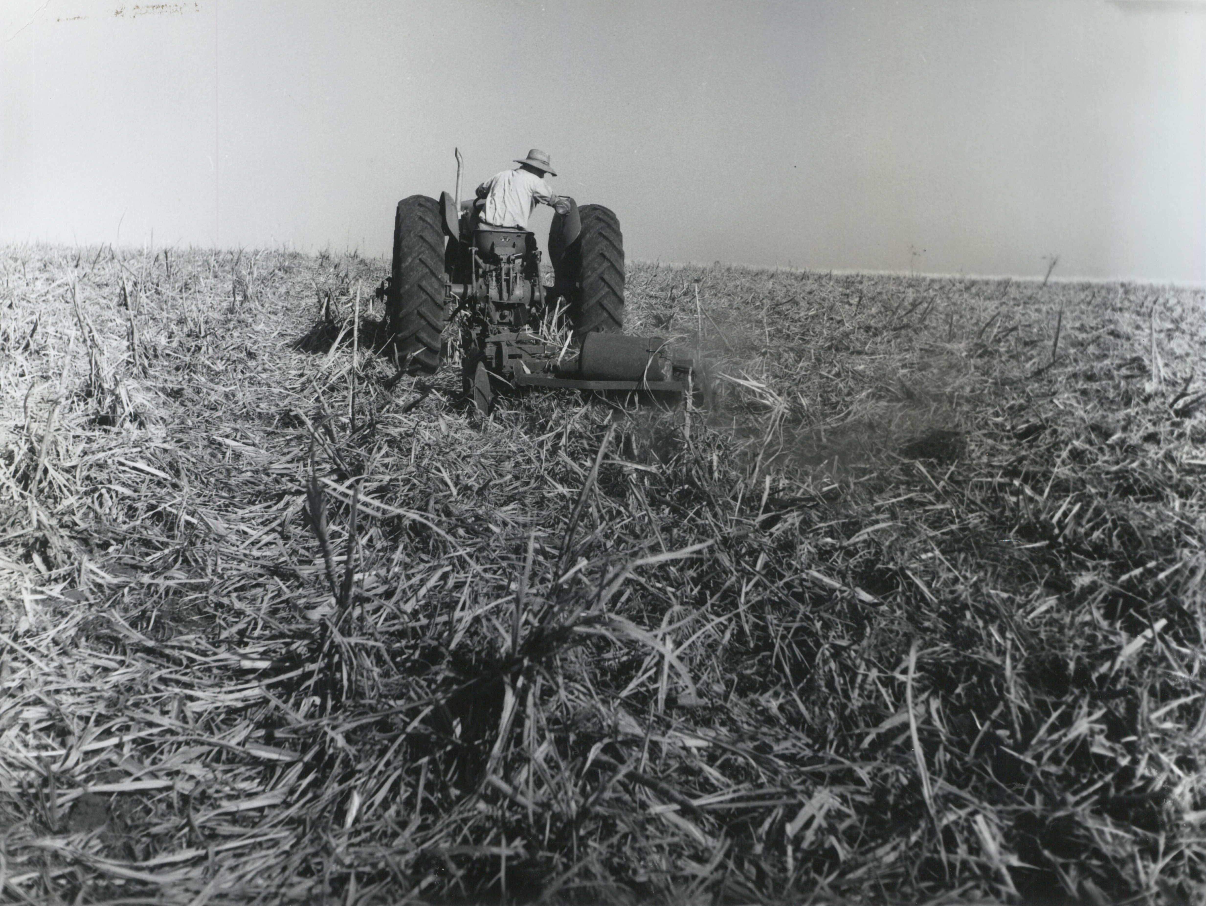 DROUGHT Isis 26 Mar 1965 Standover being destroyed on Norm Campbells farm after drought