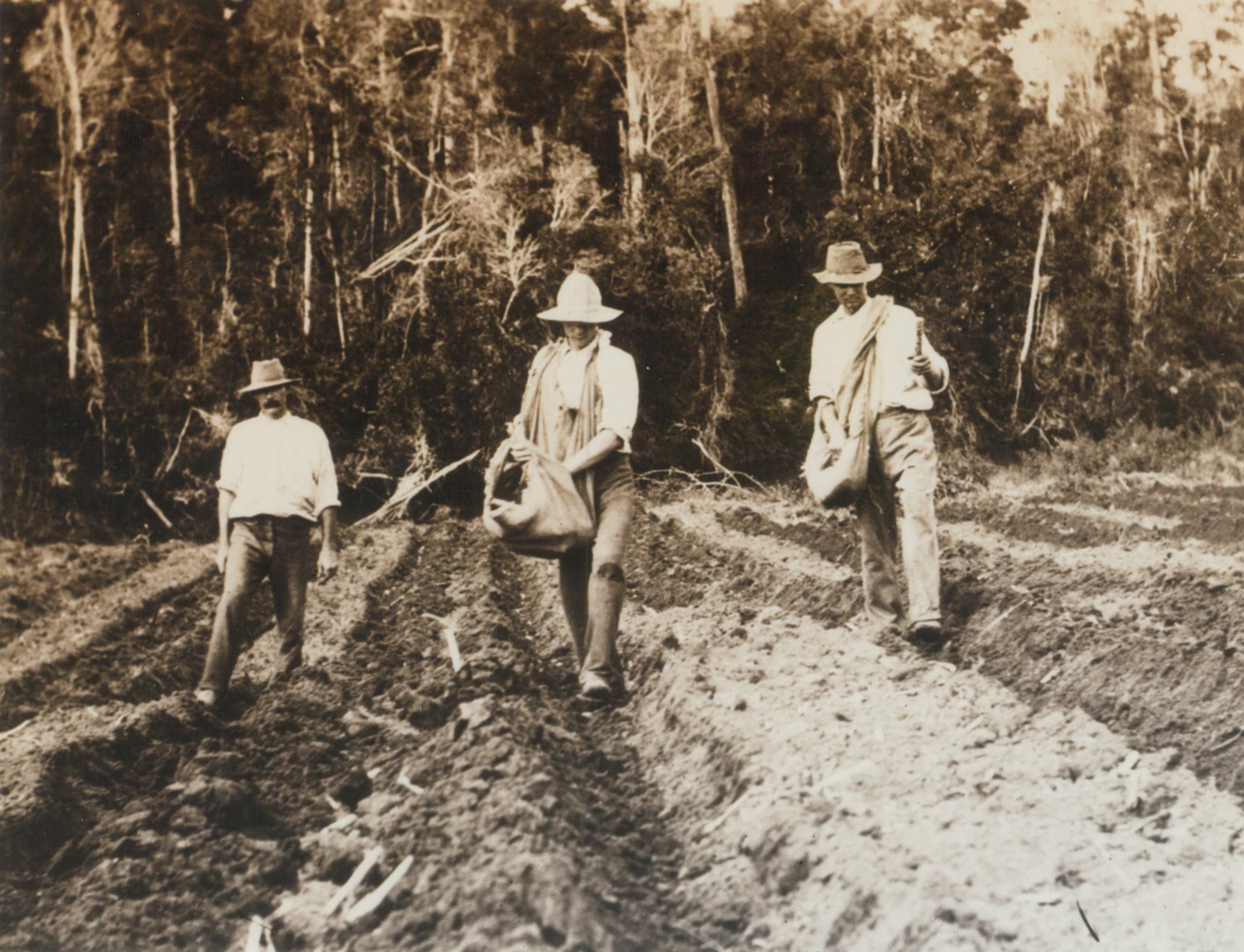 GROWING Hand planting ratoon