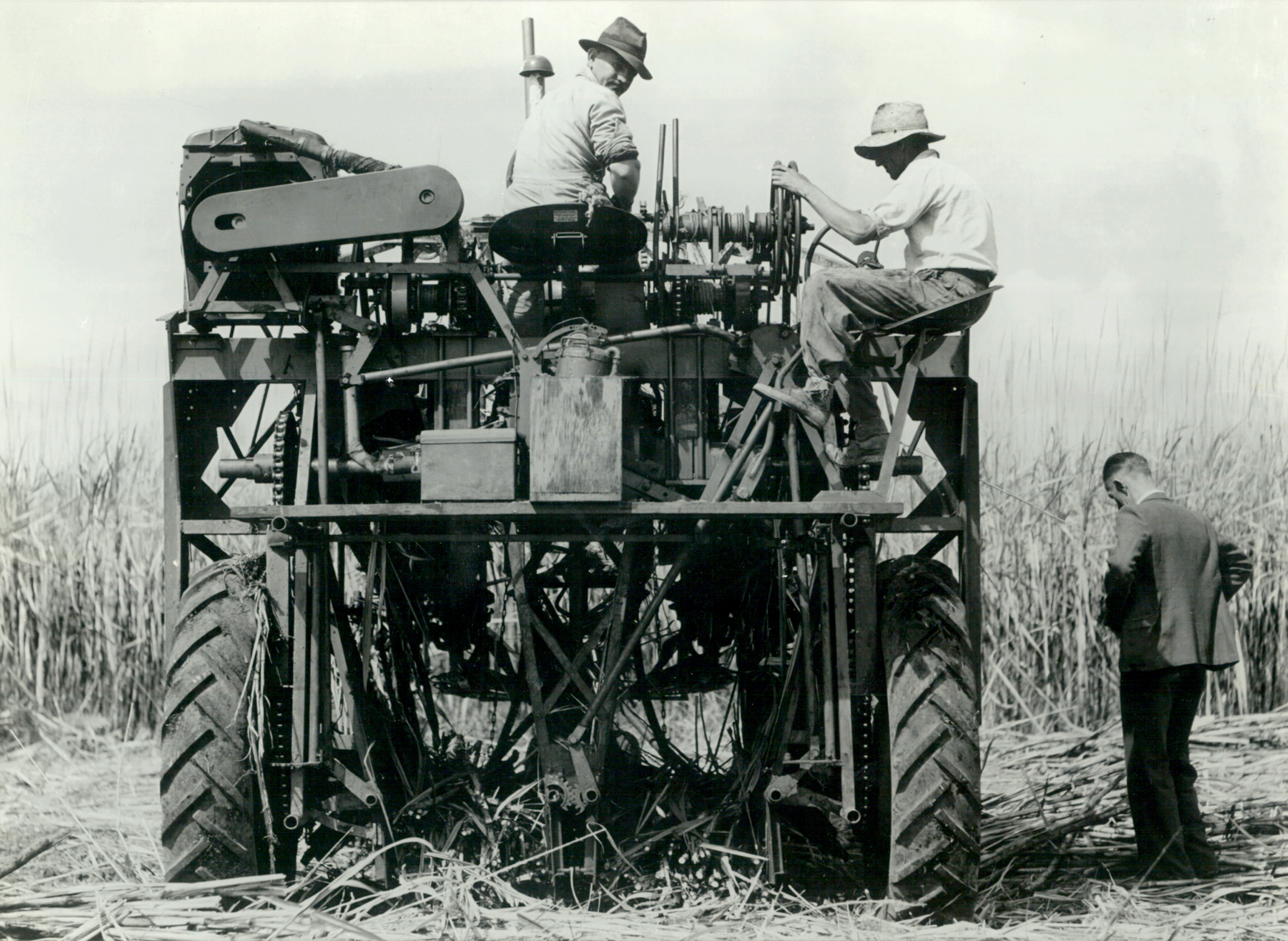 HARVESTING Bundaberg Fairymead 1945 Double row harvester