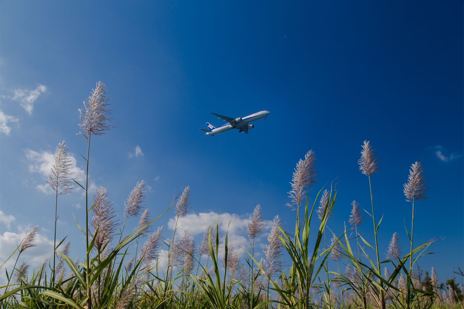  Sugarcane plane April LARGE 