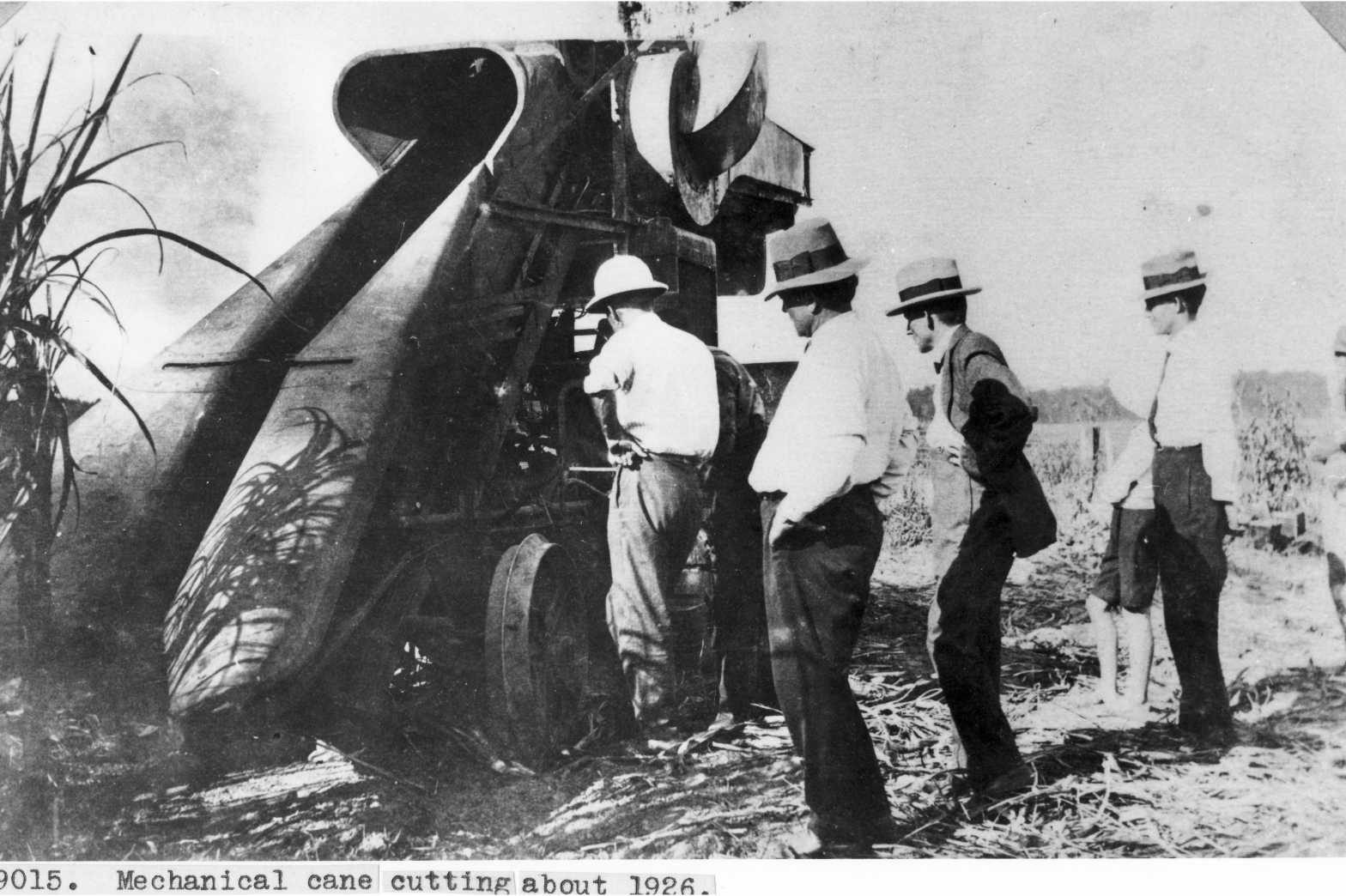  CANE CUTTING 1926 