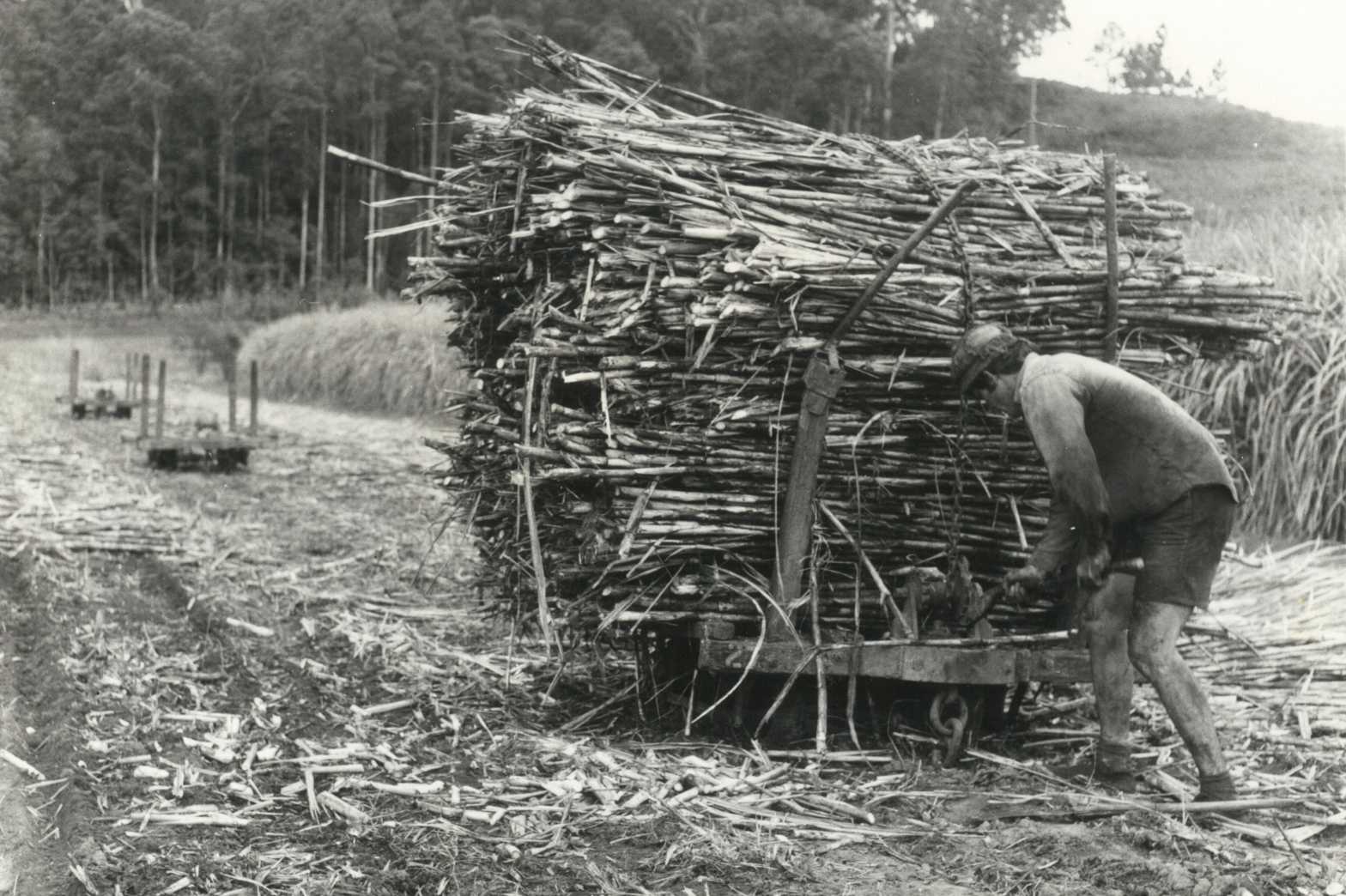  HARVESTING 1970s Denny Gravener with tramway wagon 